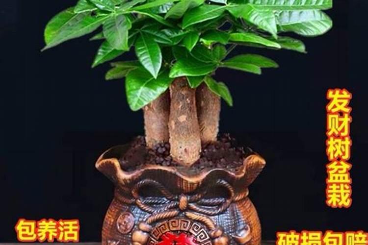 招财树与风水