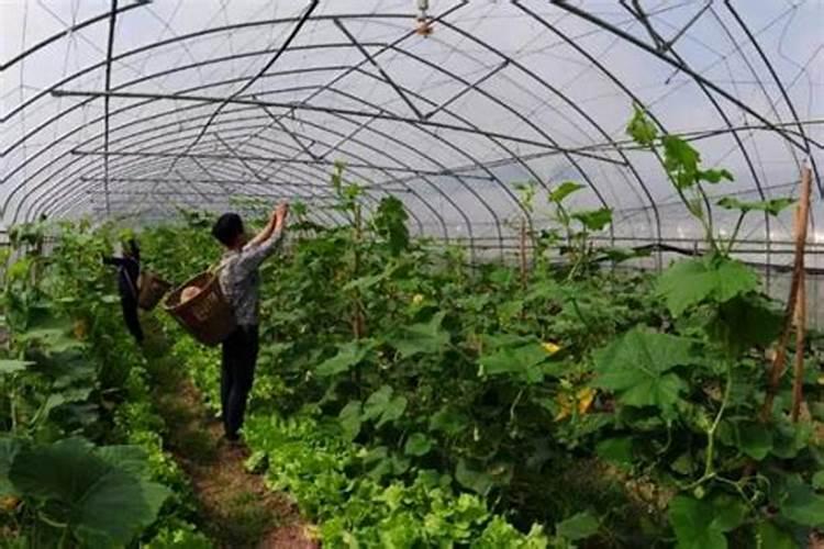 宅基地上种什么树有利风水