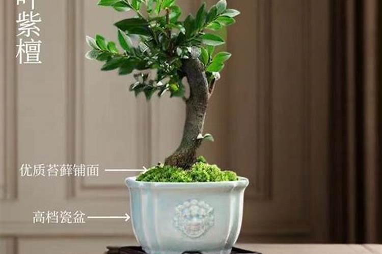 小叶紫檀的风水寓意和摆放位置