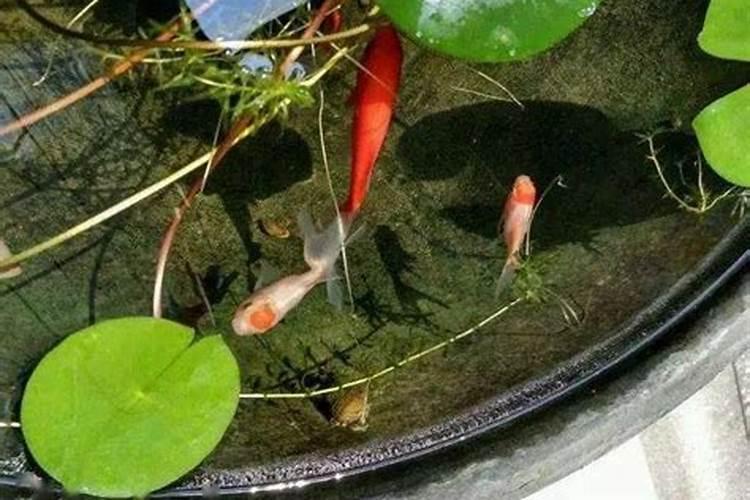用古法养金鱼,该怎么挑选鱼缸？