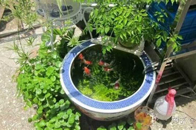 古法养鱼底部铺沙还是土