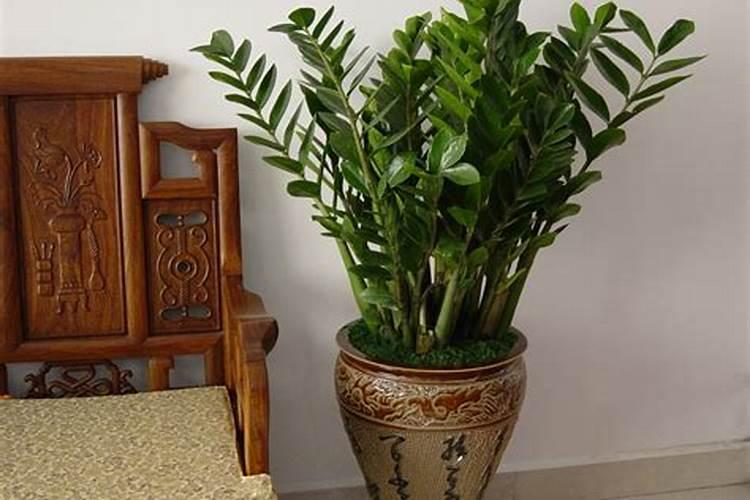 家里风水适宜种植哪些植物旺财 家里风水摆放什么植物招财