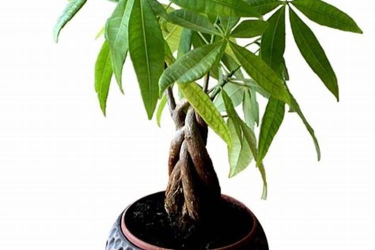 家庭不顺看风水有用吗