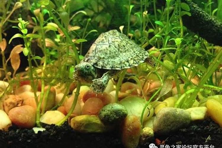 养龟植物(养龟植物推荐)