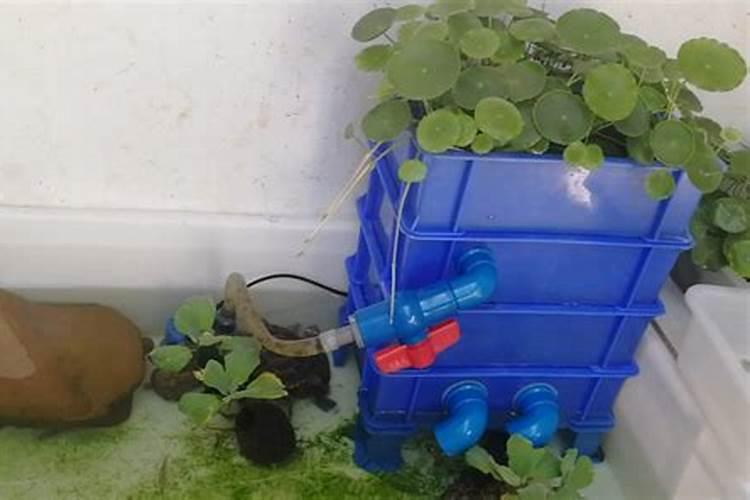 龟缸适合种什么植物