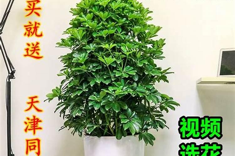 饭店门口放什么招财
