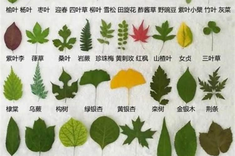 金钱树的寓意与风水