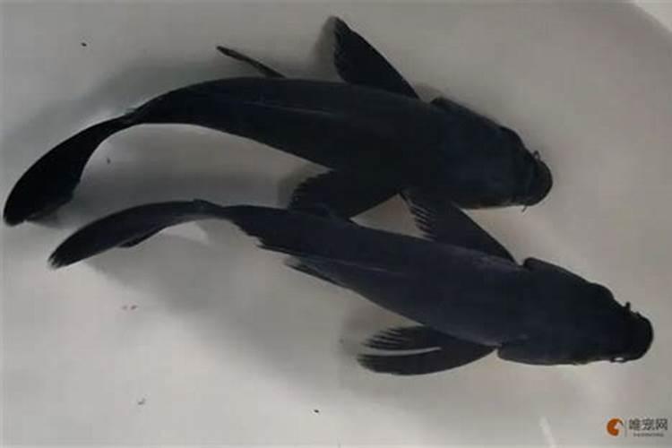家里有两个鱼缸,每个缸里分别养几条金鱼好？
