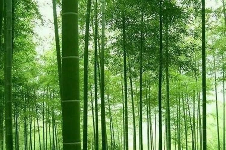 围墙外阳宅正面种竹可以吗？