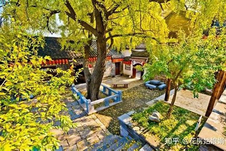 我家小院东 南角上有棵大的桂花树风水好不好↗？