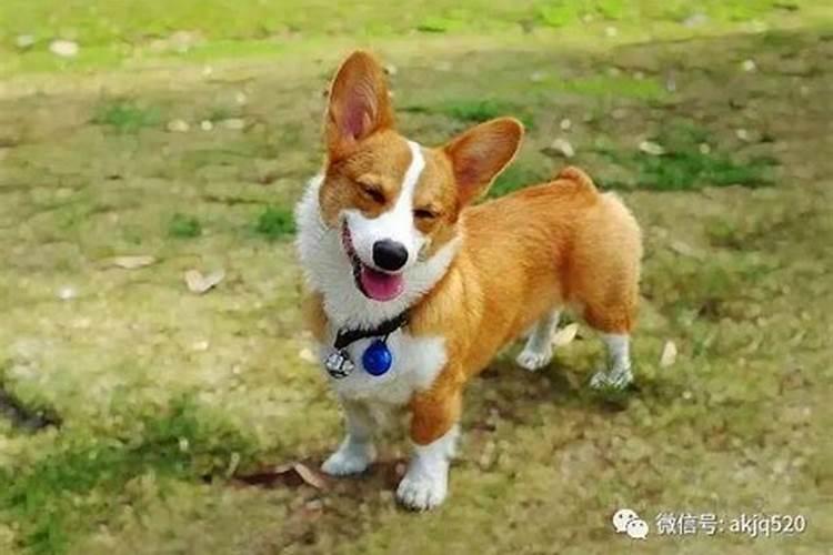养柯基犬可以旺财吗
