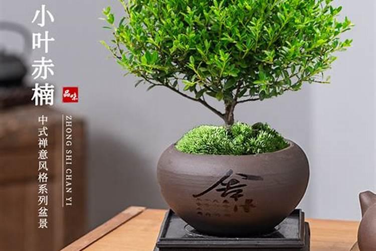 办公室盆景选择风水之中有何讲究？
