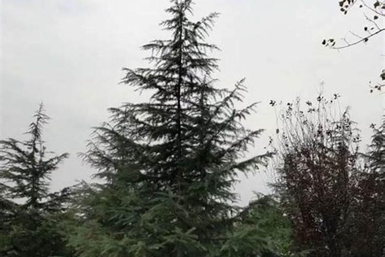 坟前种什么树不好