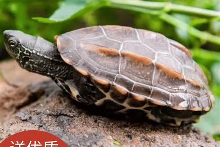 发财最猛的阳宅风水 让儿子有出息的风水布置