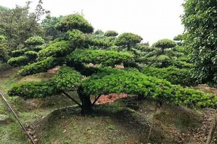 别墅没有梁拖好看吗？