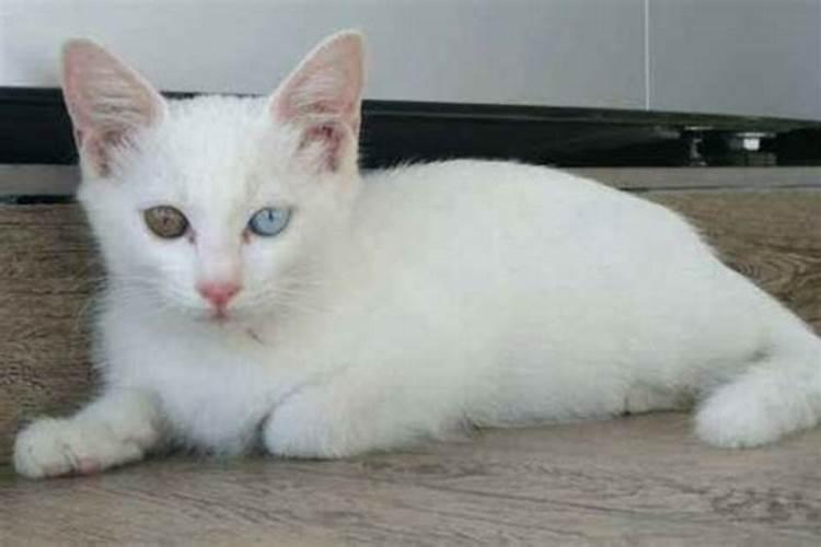 家中宠物猫饲养的风水讲究有哪些