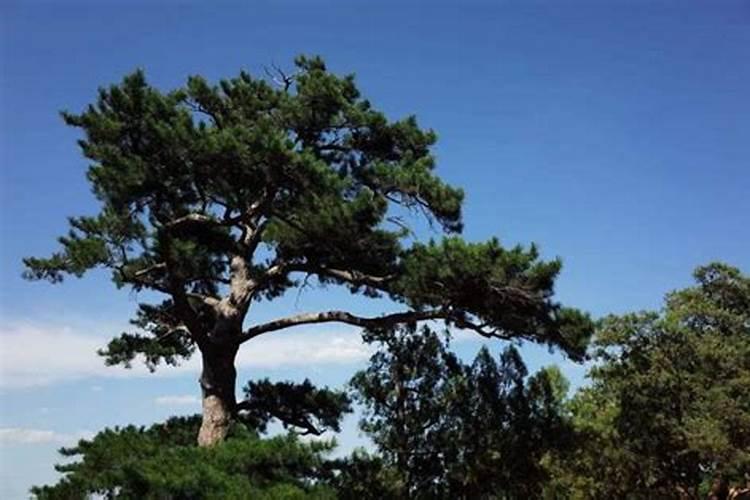 墓地种树风水注意哪几点