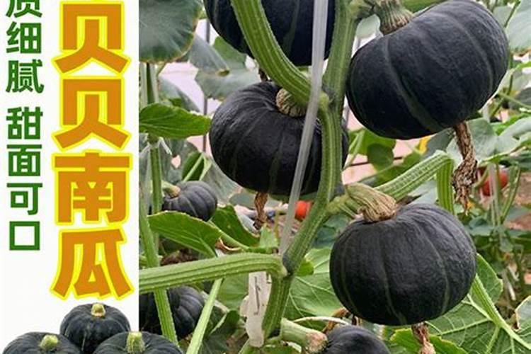 南瓜能不能种在庭院风水？