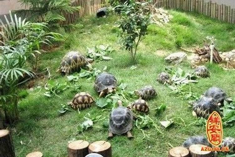 办公室养鱼风水问题!!