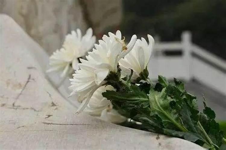 屋顶栽什么最旺风水树