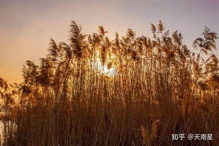 客厅北面壁柜摆什么好
