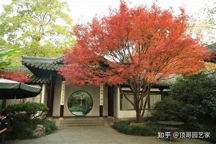 屋前屋后栽槐树有什么说法？