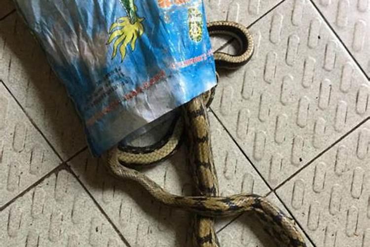 宅子上出现蛇和猫打斗风水