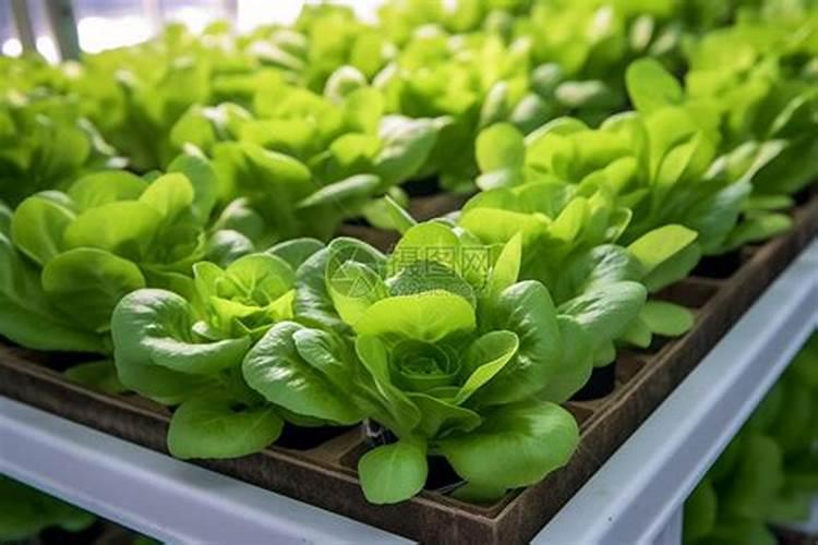 家里种什么菜最旺财运风水