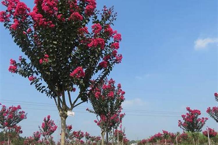 墓地可以栽紫薇吗