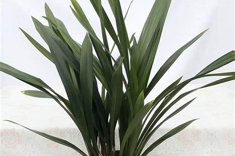 办公室风水植物禁忌谁能说一些？