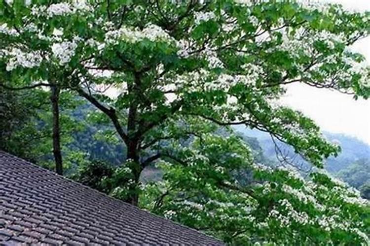 屋顶种菜好吗,有风水禁忌吗