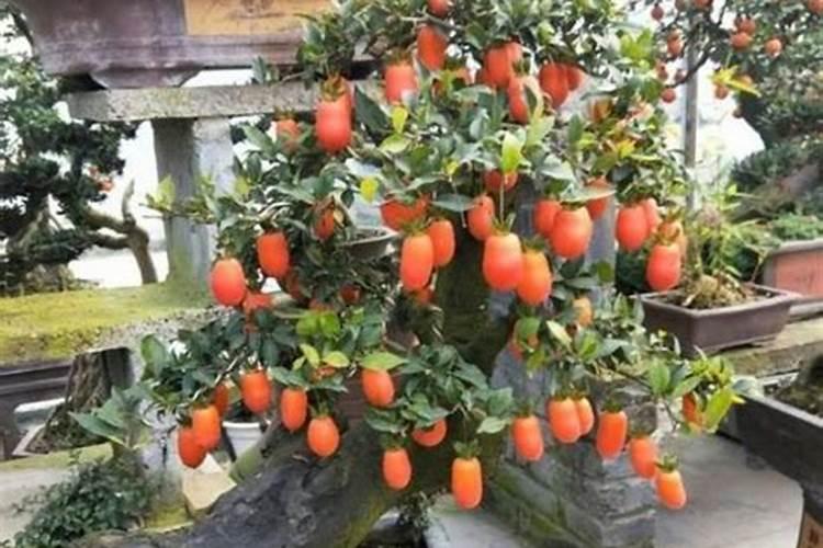 窗户种什么花最好最旺风水
