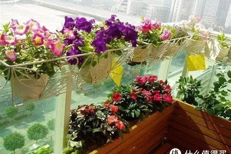 楼道放什么最旺风水树