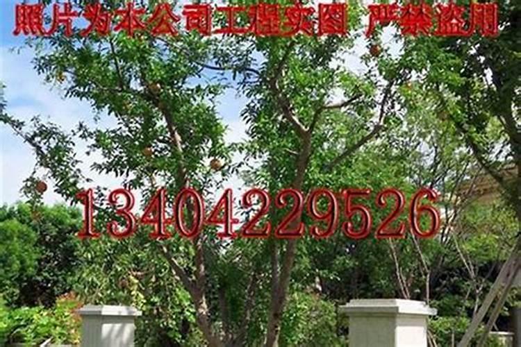 别墅后院种什么树最旺宅子