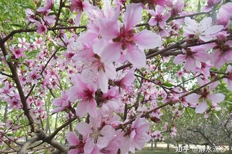 招桃花风水布局 招桃花运的风水方法