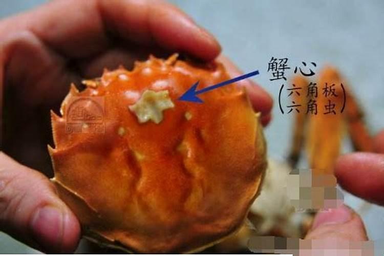 选墓穴挖出螃蟹风水好不好？
