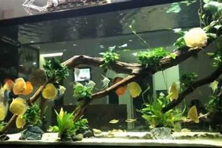 家中养鱼6大风水禁忌,风水鱼怎样养才最旺财