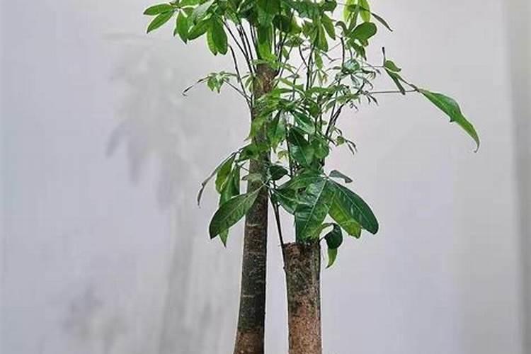 别墅后院正对大门景墙能做假山吗？