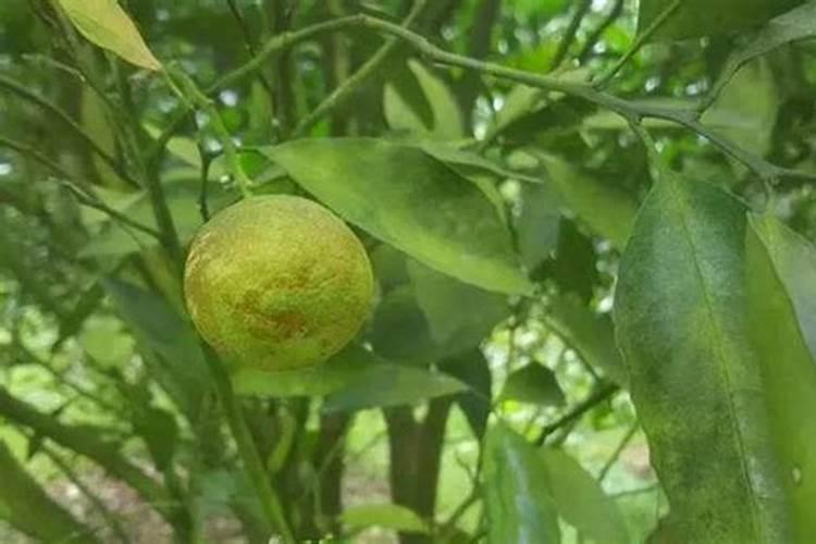 菁苔什麼意思