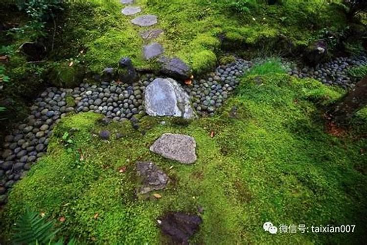 如何清洗菁苔