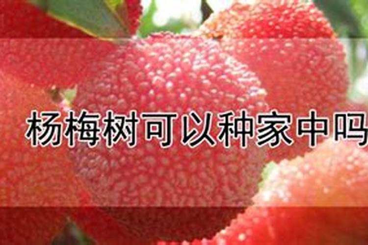 杨梅树是凶树还是吉树,民间称其是凶树无科学依据