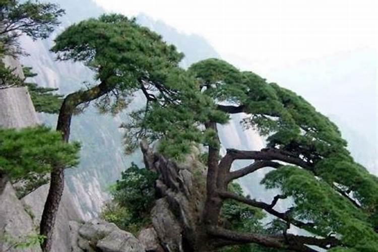 大罗圣境地址在哪里？