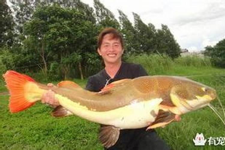 招财猫养几只能旺财 招财风水