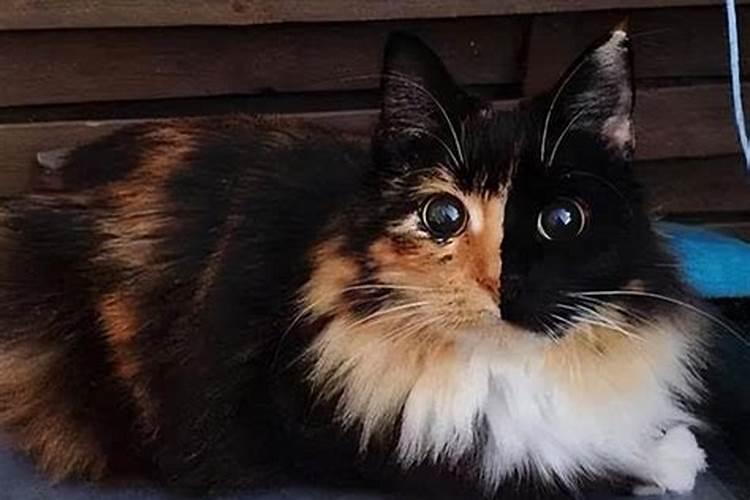 招财猫鱼为什么不能养两条 可以混养吗