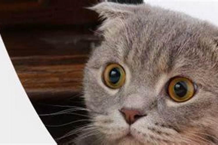 招财猫养几只能旺财 招财风水