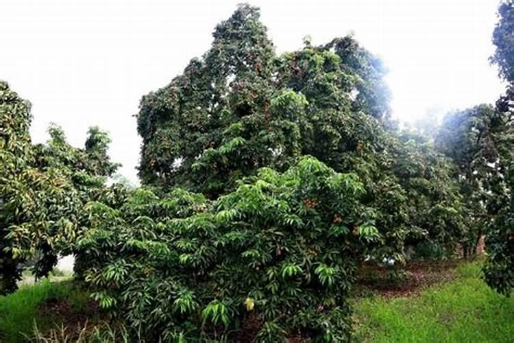 家里种荔枝树风水好吗