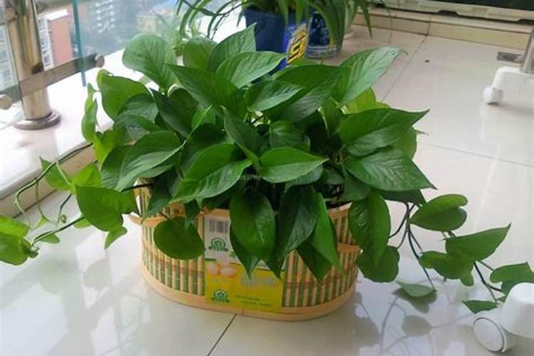 现代风水大师有哪些？