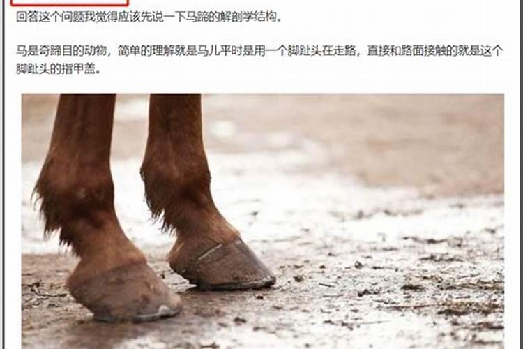 家中养什么风水鱼最旺