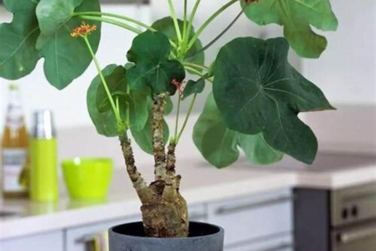 卧室花瓶适合放什么花