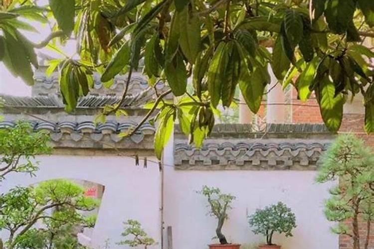 自家小院摆放什么风水最旺